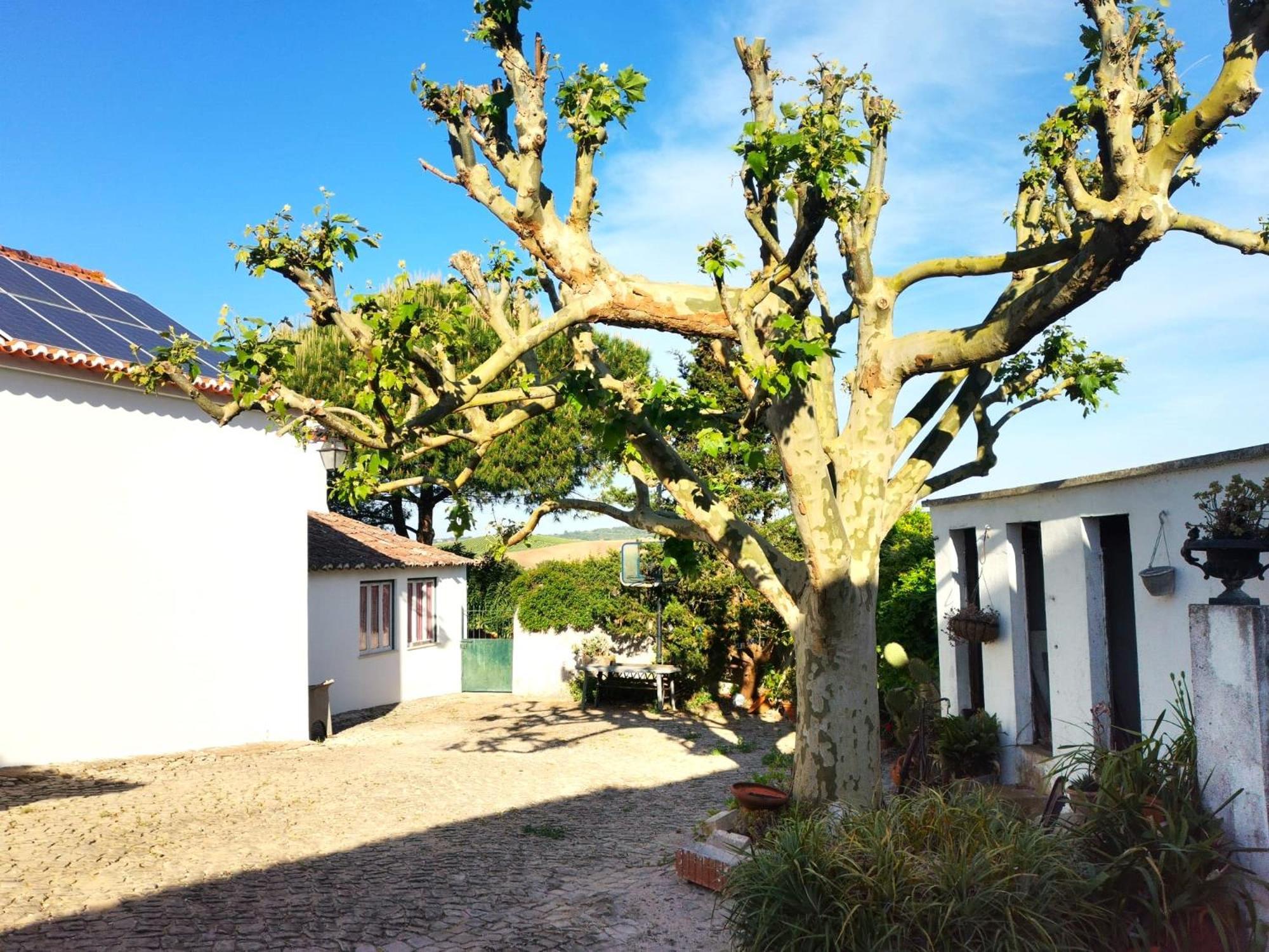 Quinta Santo Antonio Villa Pereiro da Palhacana Dış mekan fotoğraf